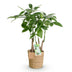 Pachira Aquatica Multi-stem Money Tree (Pot 17cm, 50-55cm) with Basket Bild 2