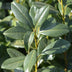 GreenboutiQ Kirschlorbeer 'Caucasica' - 8 Pflanzen für 1m Hecke Bild 7