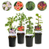 GreenboutiQ Kletterpflanzen Set: 4 Sorten für üppige Blütenpracht Bild 1