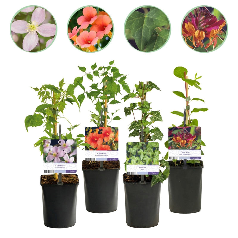 GreenboutiQ Kletterpflanzen Set: 4 Sorten für üppige Blütenpracht