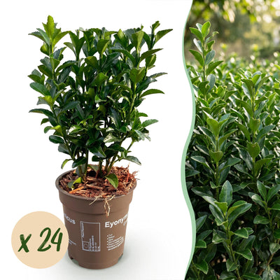 Green boutiQ - 24x Euonymus japonica Green Spire - Pfaffenhütchen - Heckenpflanzen - Immergrün - Grün - Topf 9cm - Höhe 20-25cm