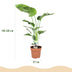 Strelitzia Nicolai (Paradiesvogelblume) – Topfpflanze, 110-120cm Bild 3