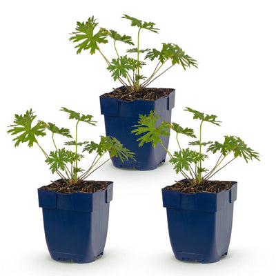 Green boutiQ - Perennial - Geranium Johnson's Blue - Cranesbill - Ground Cover - Blue - 3 Plants - 11cm Pot - 15-25cm Height
