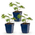 Green boutiQ - Perennial - Geranium Johnson's Blue - Crane's Bill - Ground Cover - Blue - 3 Plants - Pot 11cm - Height 15-25cm Bild 1