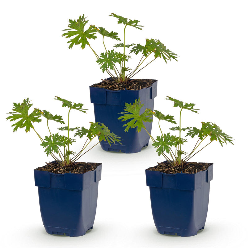Green boutiQ - Perennial - Geranium Johnson's Blue - Crane's Bill - Ground Cover - Blue - 3 Plants - Pot 11cm - Height 15-25cm