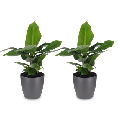 Green boutiQ - Musa Oriental Dwarf - Orientalische Zwergbanane - 2 Pflanzen - met Potter Grijs - Pot 12cm - Hoogte - 30cm