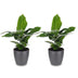 Green boutiQ - Musa Oriental Dwarf - Orientalische Zwergbanane - 2 Pflanzen - met Potter Grijs - Pot 12cm - Hoogte - 30cm Bild 2