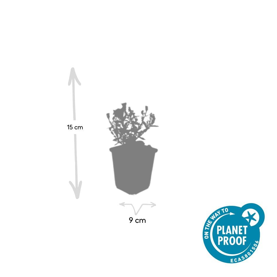 12x Aster 'Prof. Anton Kippenberg' - Lila Herbstblumen