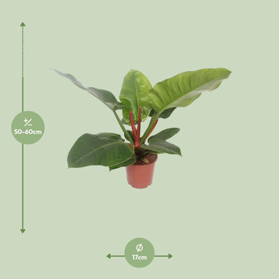 Philodendron Imperial Green Topf 17cm, Höhe 60cm