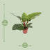 Philodendron Imperial Green Topf 17cm, Höhe 60cm Bild 2