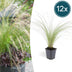 12x Ziergras Stipa tenuissima 'Ponytails', 10-25cm, Ø9cm Bild 1