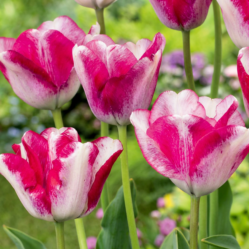 48x Tulipa Mata Hari - Rosa-weiße Frühlingsblüher, Zwiebelgröße 11/12