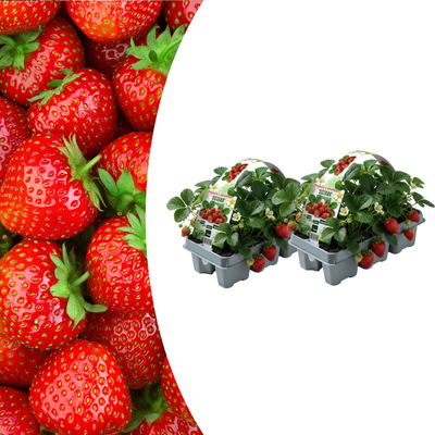 Bio Erdbeerpflanzen 6er-Pack, winterhart, Ernte Mai-Juli