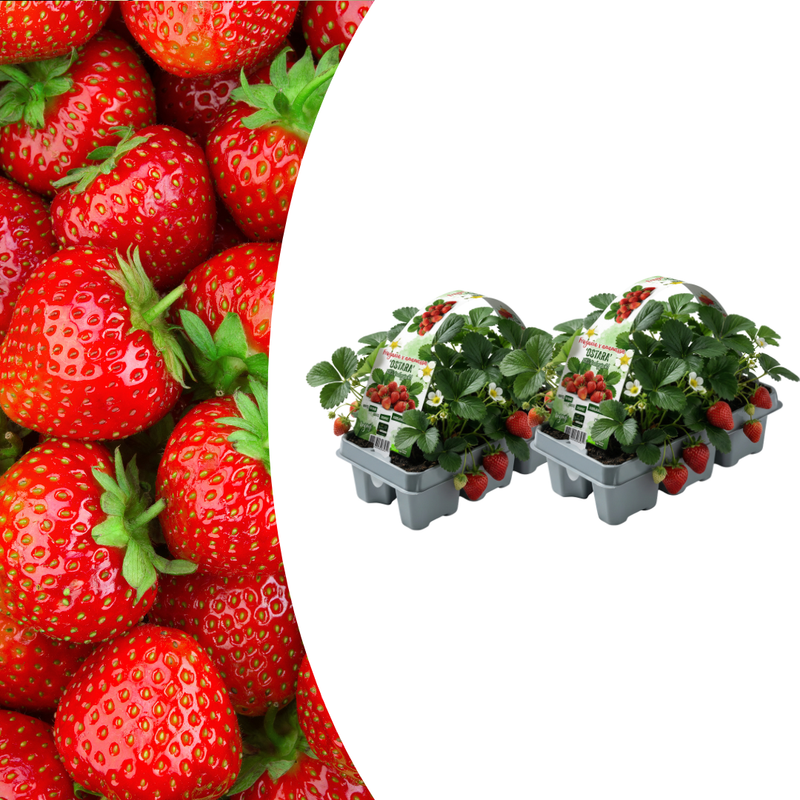 Bio Erdbeerpflanzen 6er-Pack, winterhart, Ernte Mai-Juli