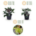 GreenboutiQ - Gartenpflanze - Lenzrose - Helleborus lividus Purple Marble - Lila Blüte - 2 Pflanzen - Immergrün - Topf 14cm Höhe 35cm Bild 12