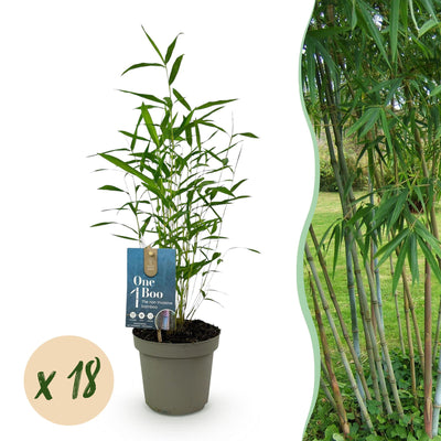 Green boutiQ Fargesia Blue Dragon Bambus - 18 Pflanzen, Topf 14cm, Höhe 35cm