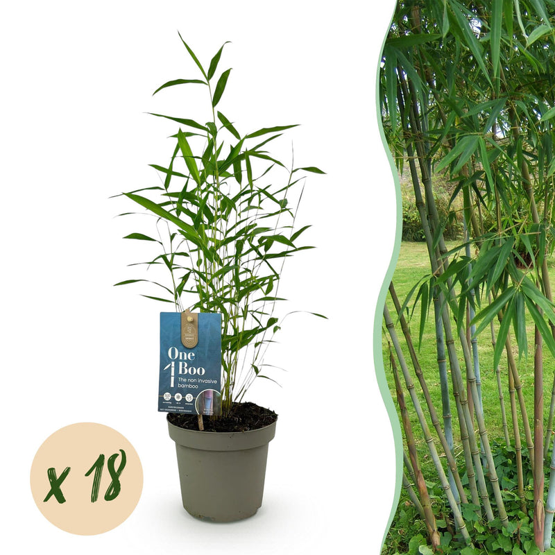 Green boutiQ Fargesia Blue Dragon Bambus - 18 Pflanzen, Topf 14cm, Höhe 35cm
