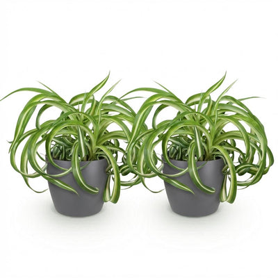 Chlorophytum comosum Bonnie: Lockige Graslilie, 2 Pflanzen im Topf