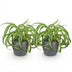 Chlorophytum comosum Bonnie: Curly Spider Plant, 2 plants in a pot Bild 2