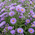 Green boutiQ - Perennial - Aster (D) Mediterranean - Sea Aster - Bee and Butterfly Attractors - Purple - 3 Plants - Pot 11cm - Height 15-25cm Bild 5