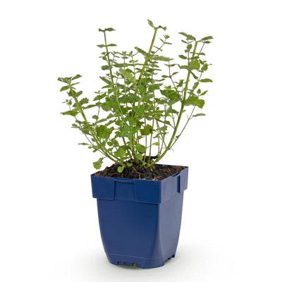Green boutiQ - Perennials - Nepeta faassenii 'Walker's Low' - Catmint - Bee and Butterfly Attractor - Blue - 1 Plant - 11cm Pot - Height 15-25cm
