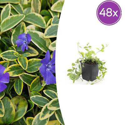 48x Lesser Periwinkle 'Aureovariegata' - ↕10-25cm - Ø9cm