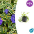 48x Vinca minor 'Aureovariegata' - ↕10-25cm - Ø9cm Bild 1
