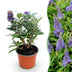 Buddleja Davidii Butterfly Candy Little Lila: Schmetterlingsstrauch kompakt, lila Bild 1