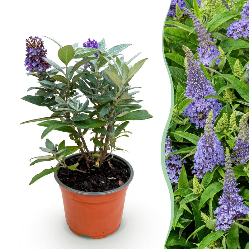 Buddleja Davidii Butterfly Candy Little Lila: Schmetterlingsstrauch kompakt, lila