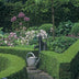 6x Common Boxwood - 10-25cm - Ø9cm Bild 7