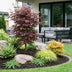 Japanischer Ahorn 'Bloodgood' (Acer palmatum) - 26cm Topf, 90cm Bild 8
