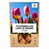 Tulpenzwiebeln Light and Dreamy – 20 Stück | KH Bloembollen® | Wunderschöne Pastellfarben – Für Garten oder Topf – Größe 11/12 – Frisch vom Züchter! Bild 8