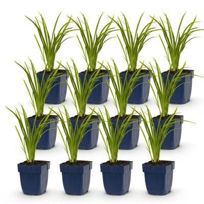 Green boutiQ - Perennial - Hemerocallis Autumn Red - Daylily - Bee and Butterfly Attractors - Red - 12 Plants - Pot 11cm - Height 15-25cm