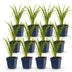 Green boutiQ - Perennial - Hemerocallis Autumn Red - Daylily - Bee and Butterfly Attractors - Red - 12 Plants - Pot 11cm - Height 15-25cm Bild 11