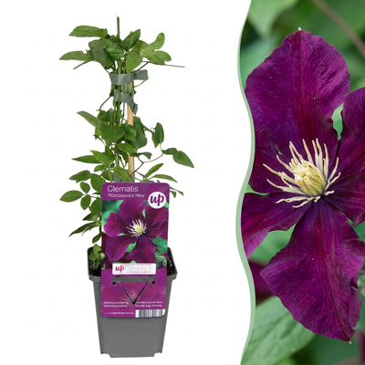 4x Clematis Warszawska Nike - Dunkelrote Kletterrose, Ø9cm Topf