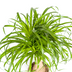Beaucarnea Recurvata Stamm mit Korb Ø21cm - Pflegeleicht & dekorativ Bild 3