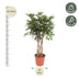 Geflochtene Schefflera Arboricola Compacta, 130 cm Bild 2