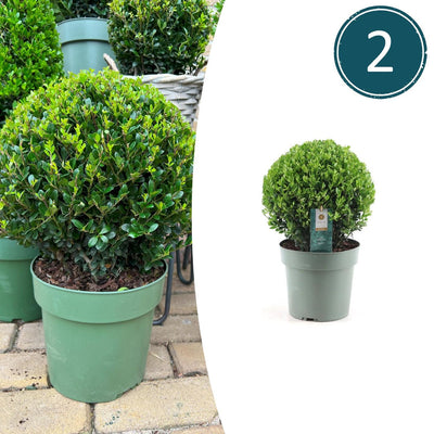 2x Ilex crenata 'Jenny' Kugel XL | 25 cm Ø - Buchsbaum-Alternative
