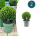 2x Ilex crenata 'Jenny' Kugel XL | 25 cm Ø - Buchsbaum-Alternative Bild 1