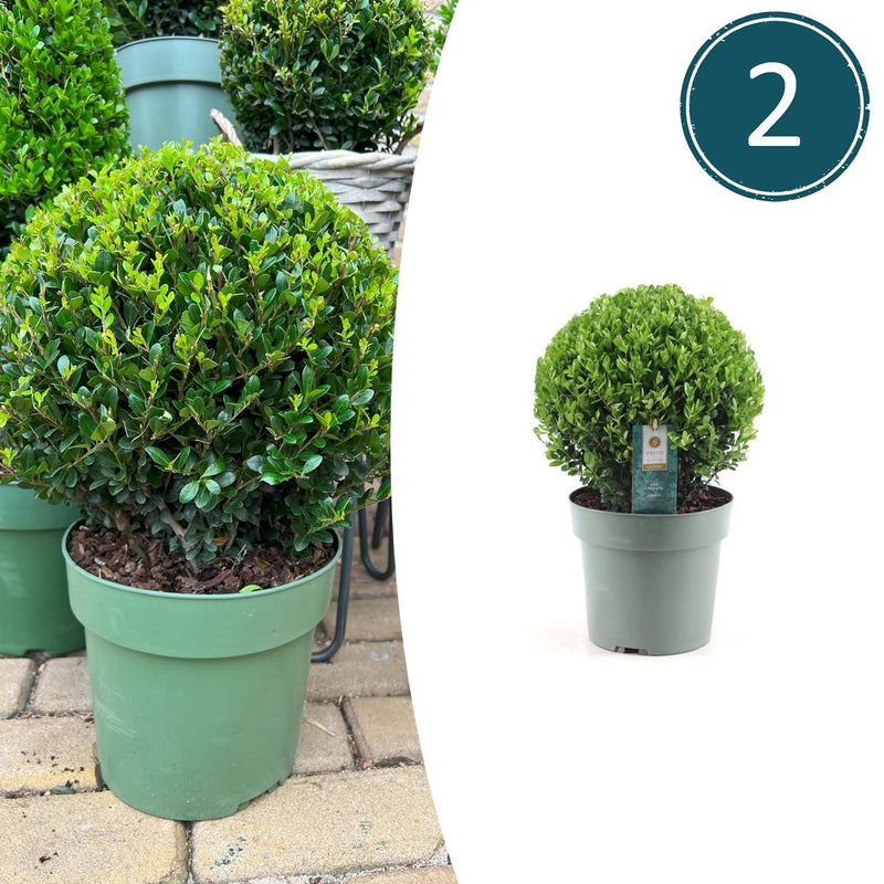 2x Ilex crenata 'Jenny' Kugel XL | 25 cm Ø - Buchsbaum-Alternative