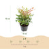 Nandina Twilight Strauch - Immergrün, bunt & pflegeleicht (Topf 17cm) Bild 3
