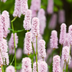 24x Persicaria bistorta Staude, 10-25cm, 9cm Topf Bild 6