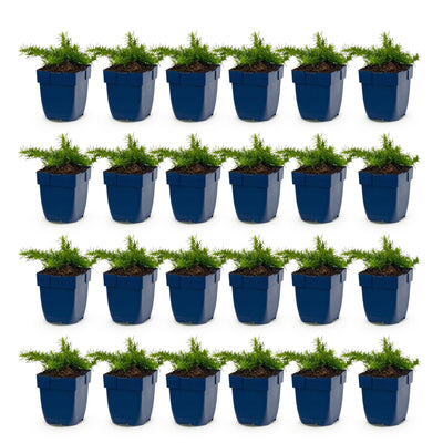 Green boutiQ - Perennial - Phlox 'Maischnee' - Flame Flower - Ground Cover - White - 24 Plants - 11cm Pot - 15-25cm Height