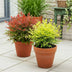 Nandina Duo - Gelb & Rot - Immergrüne Sträucher - 2 Pflanzen Bild 5