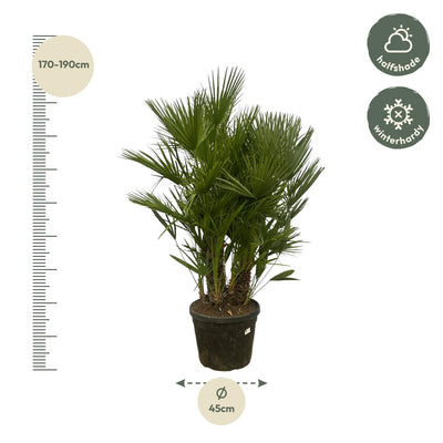 Mehrstämmige Zwergpalme (Chamaerops Humilis) 160-180cm