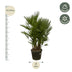 Mehrstämmige Zwergpalme (Chamaerops Humilis) 160-180cm Bild 2