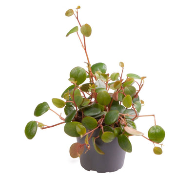 Peperomia Pepperspot, Grün-Rot, Tropische Zimmerpflanze, Ø6cm, ↕10cm