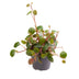 Peperomia Pepperspot, Grün-Rot, Tropische Zimmerpflanze, Ø6cm, ↕10cm Bild 1