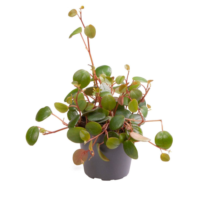Peperomia Pepperspot, Grün-Rot, Tropische Zimmerpflanze, Ø6cm, ↕10cm