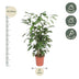 Caryota Mitis Fischschwanzpalme - 140 cm - Topf ø27 Bild 2